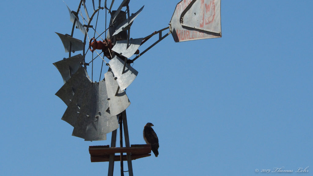 traversed with birds