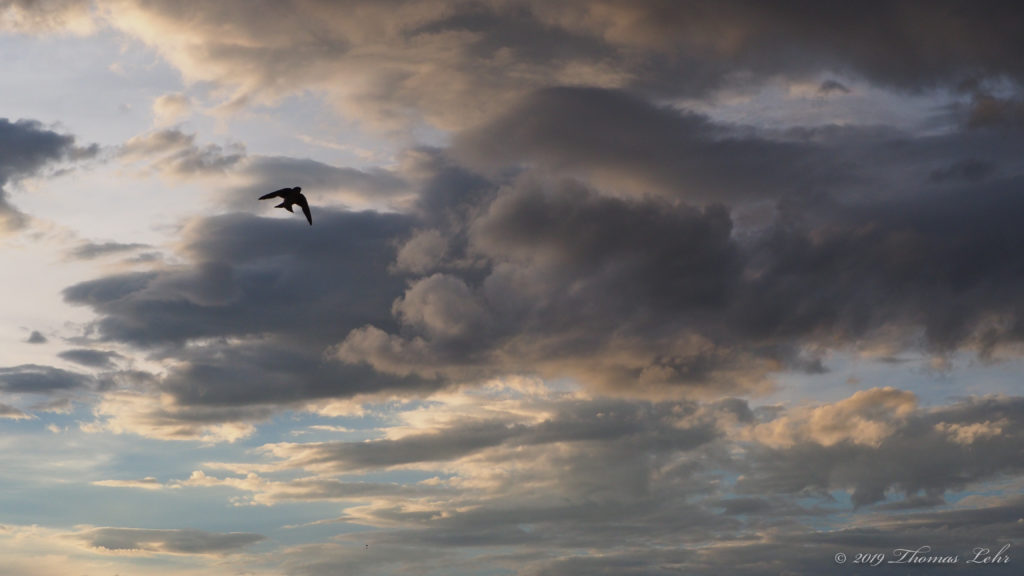 on to a receding future, nor hankering after