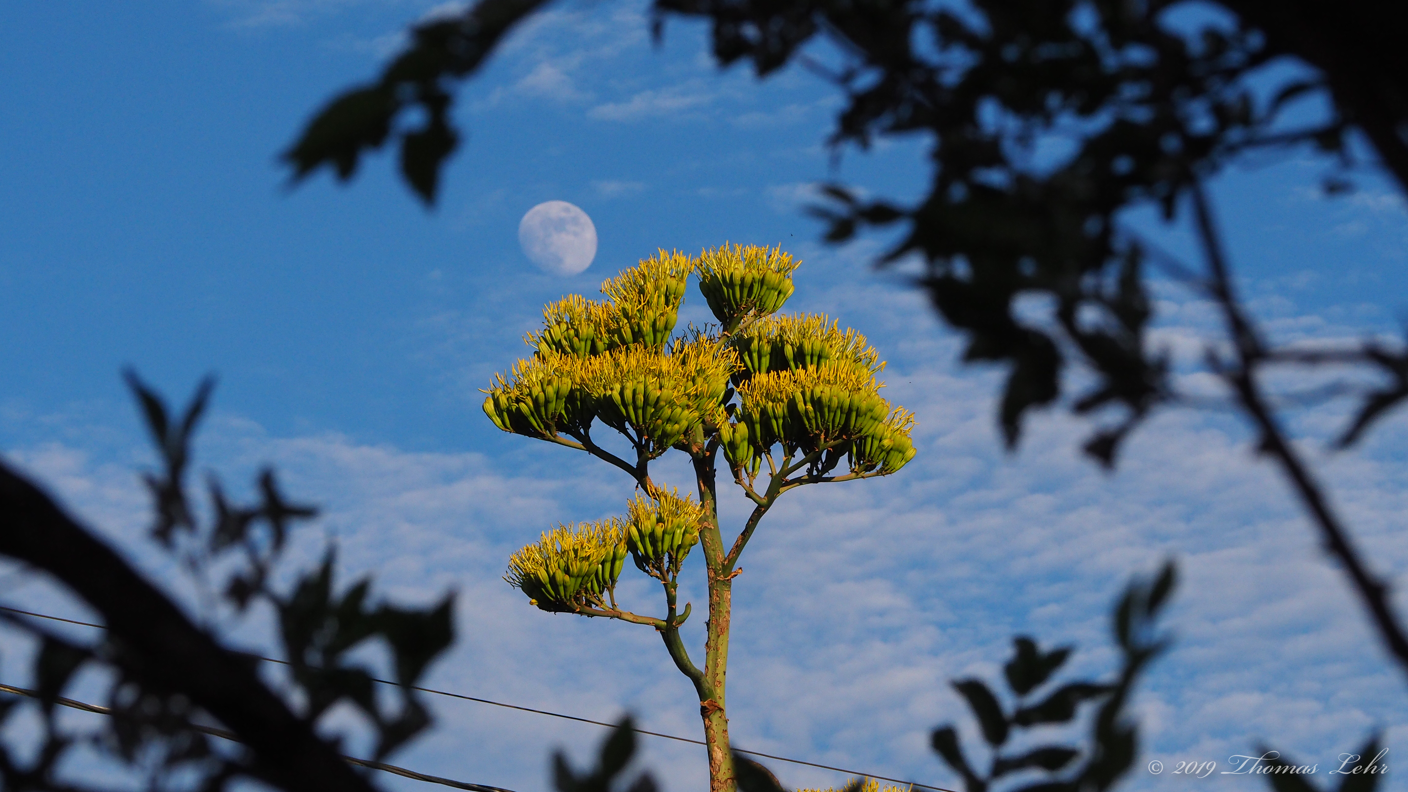 Opening their golden caskets to the sun,