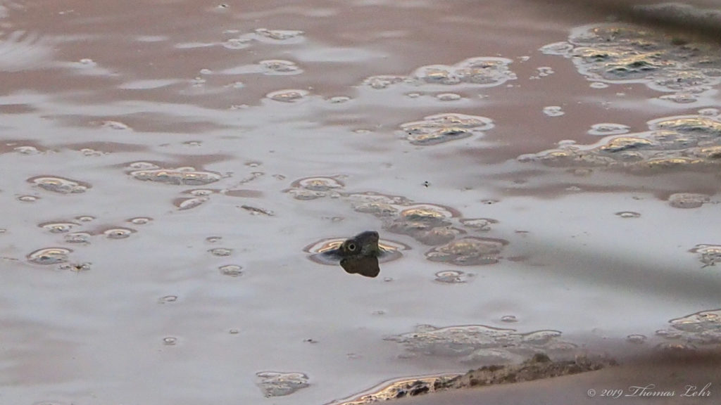 Up from their hurry, see, the skylark flies,