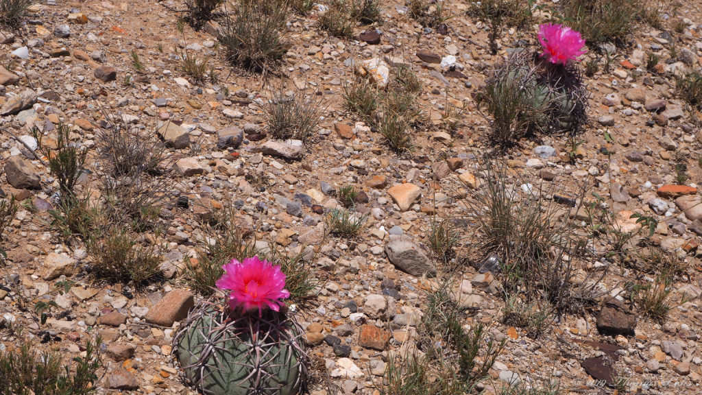 the washed colors of the afterlife