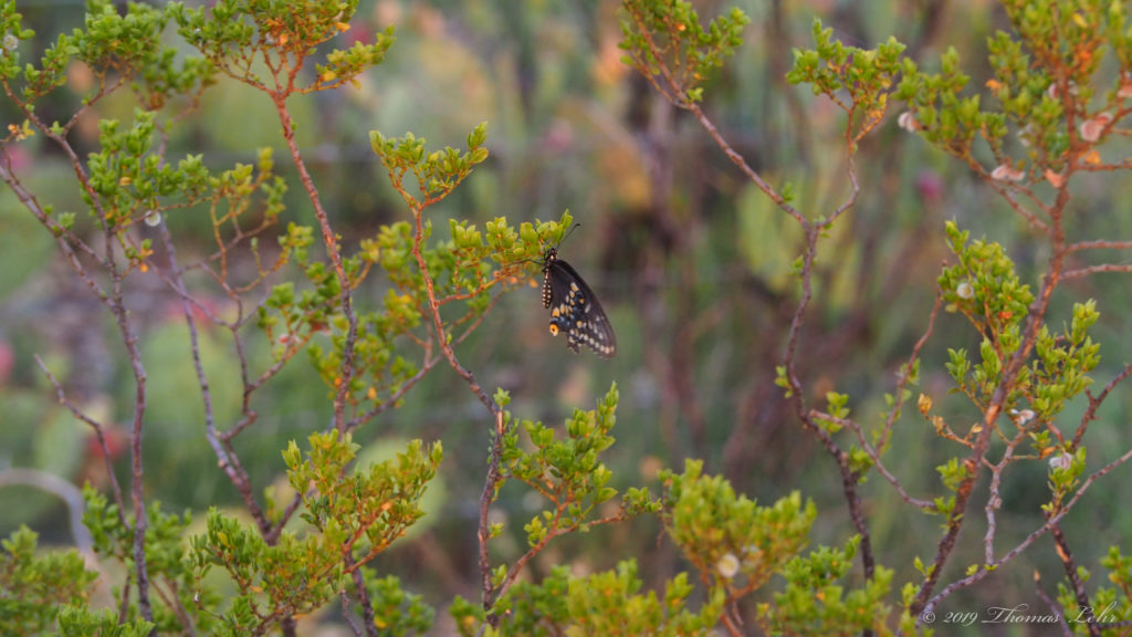 that lived there long before you were born