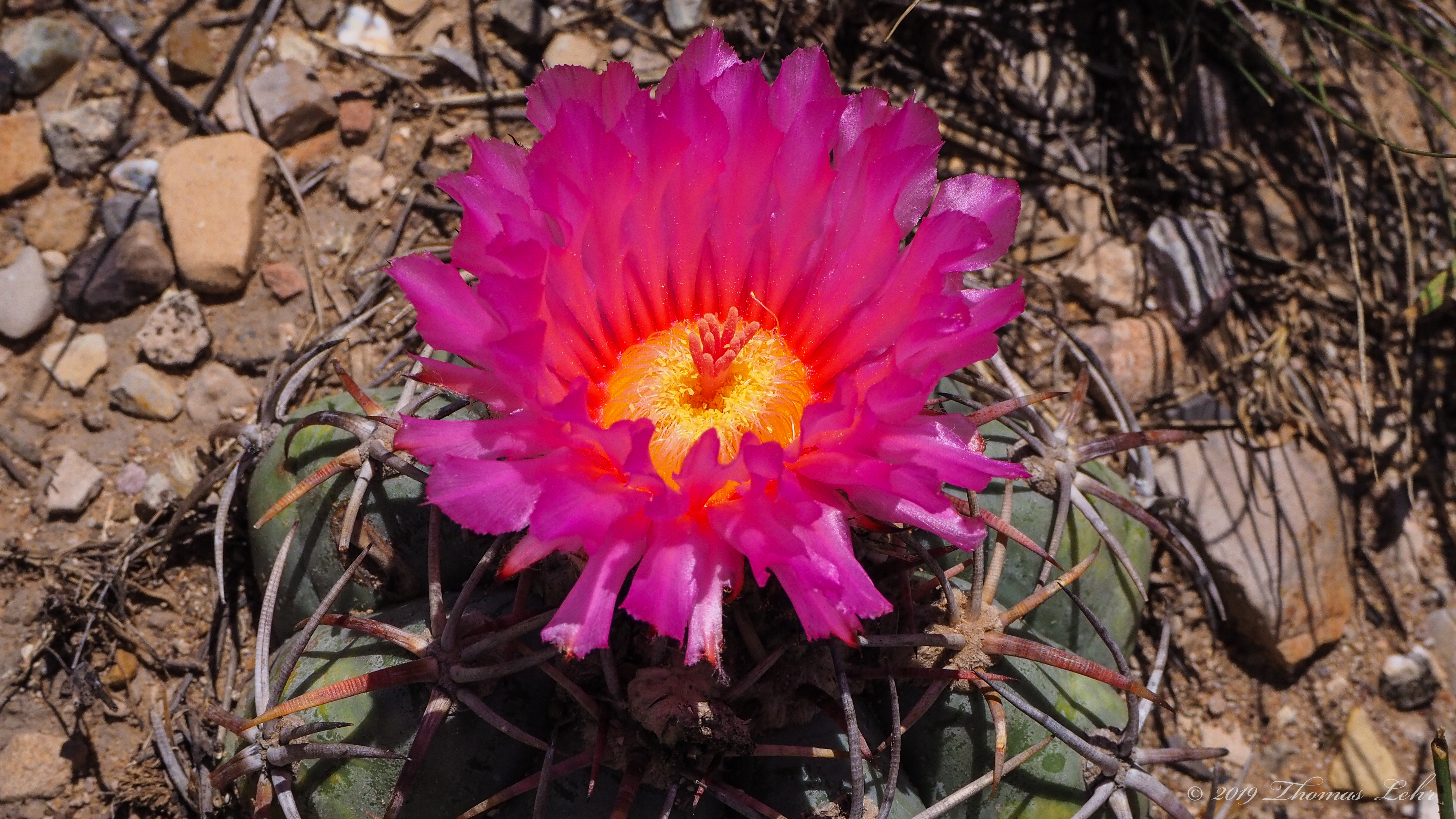all the flowers are forms of water