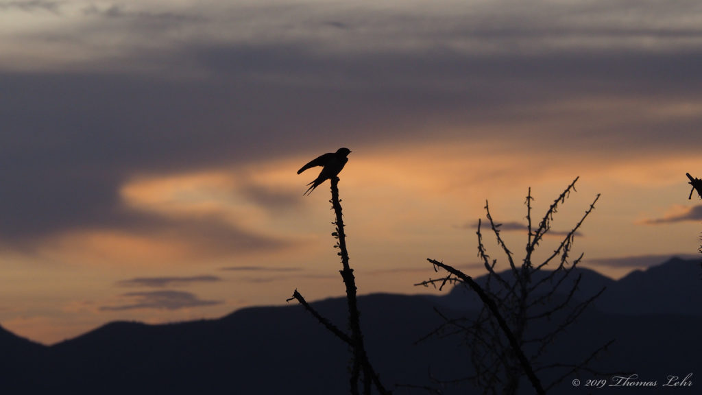 studying old photographs they enter