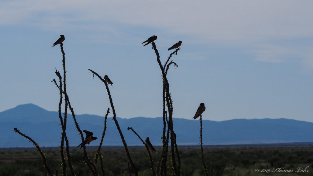 the unrebellious angels came on the job.