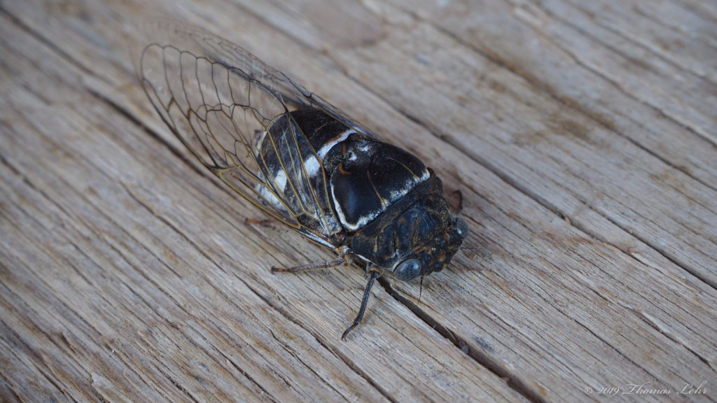 O gold-bearing mustard seed, —Adélia Prado, translated by Ellen Doré Watson