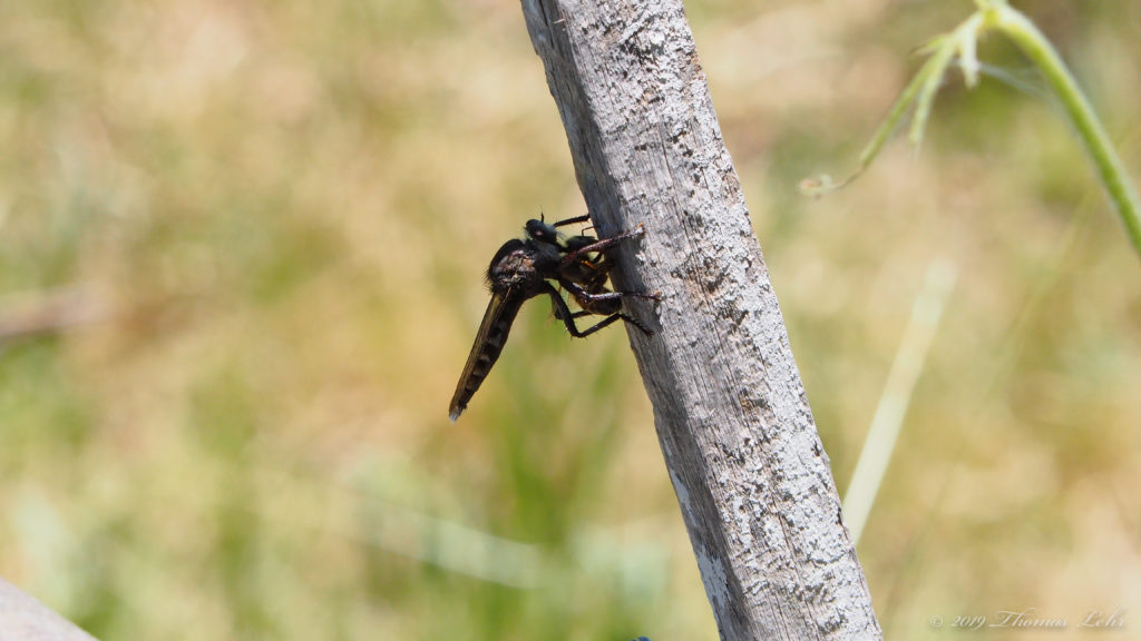 Nature has portals rather than doors.