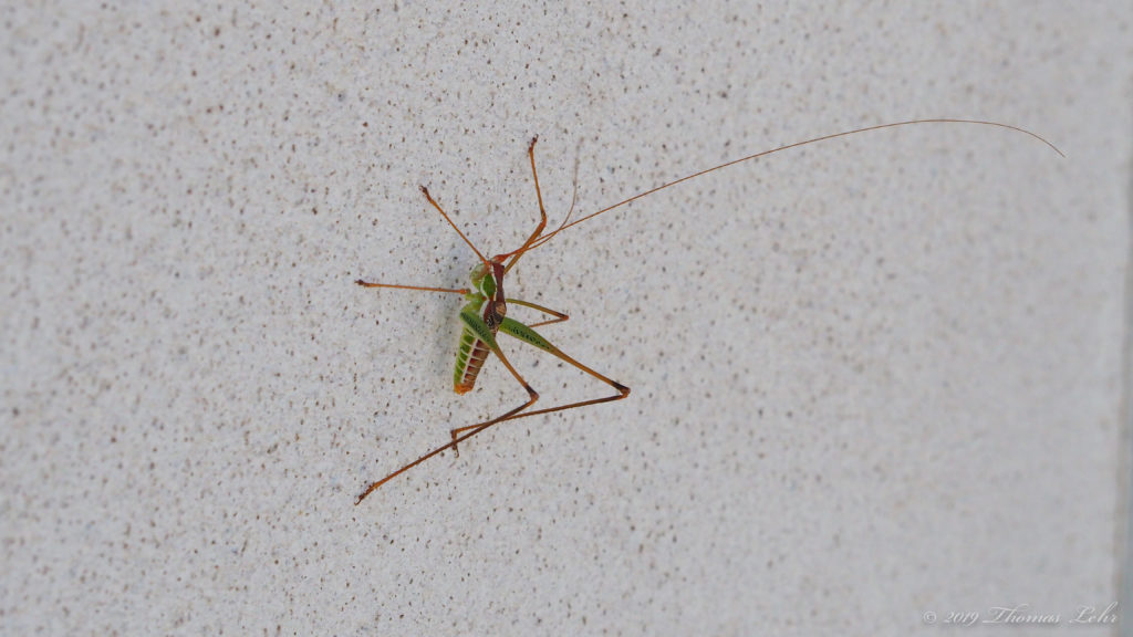 I know it is—and that if once it hailed me