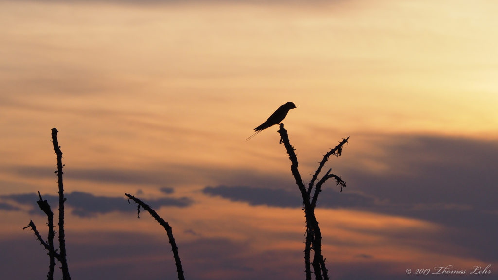 Have you corralled all the pretty wild