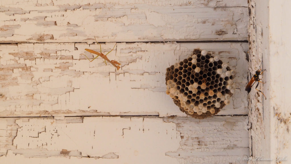 Let this darkness be a bell tower