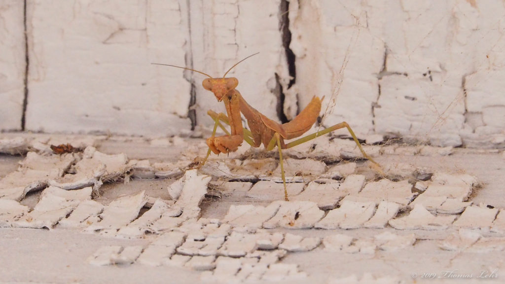 and you the bell. —Rainer Maria Rilke, translated by Joanna Macy and Anita Barrows