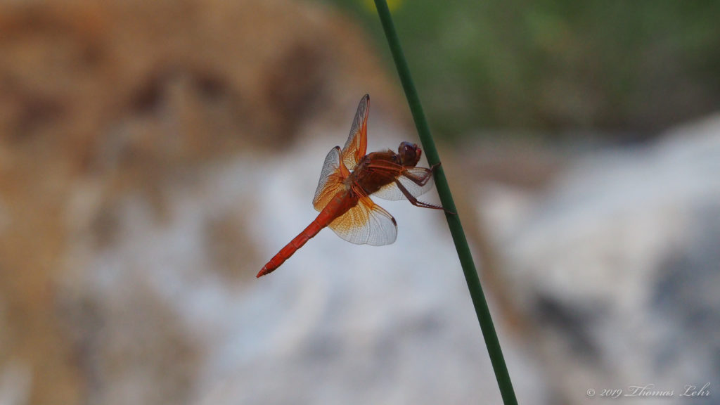 Fearing madness in all things huge