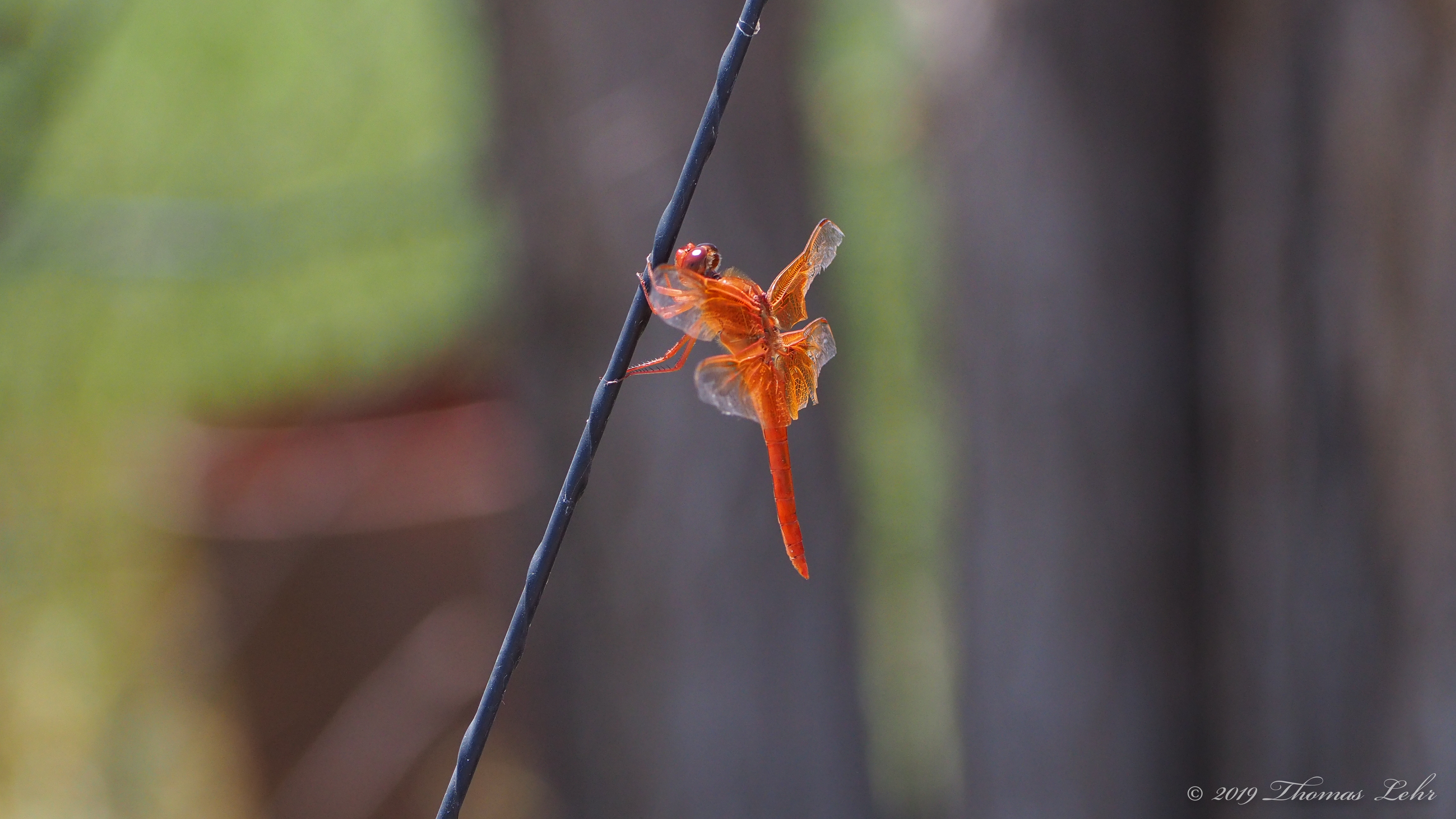 for this is Orpheus: metamorphosis