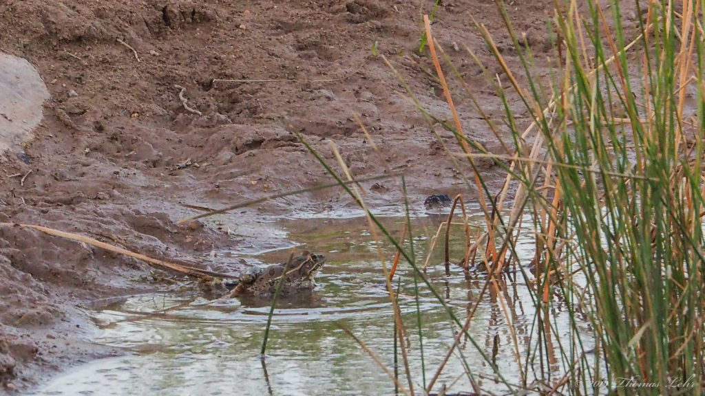 with dreams out on their skin —Inger Christensen, translated by Susanna Nied