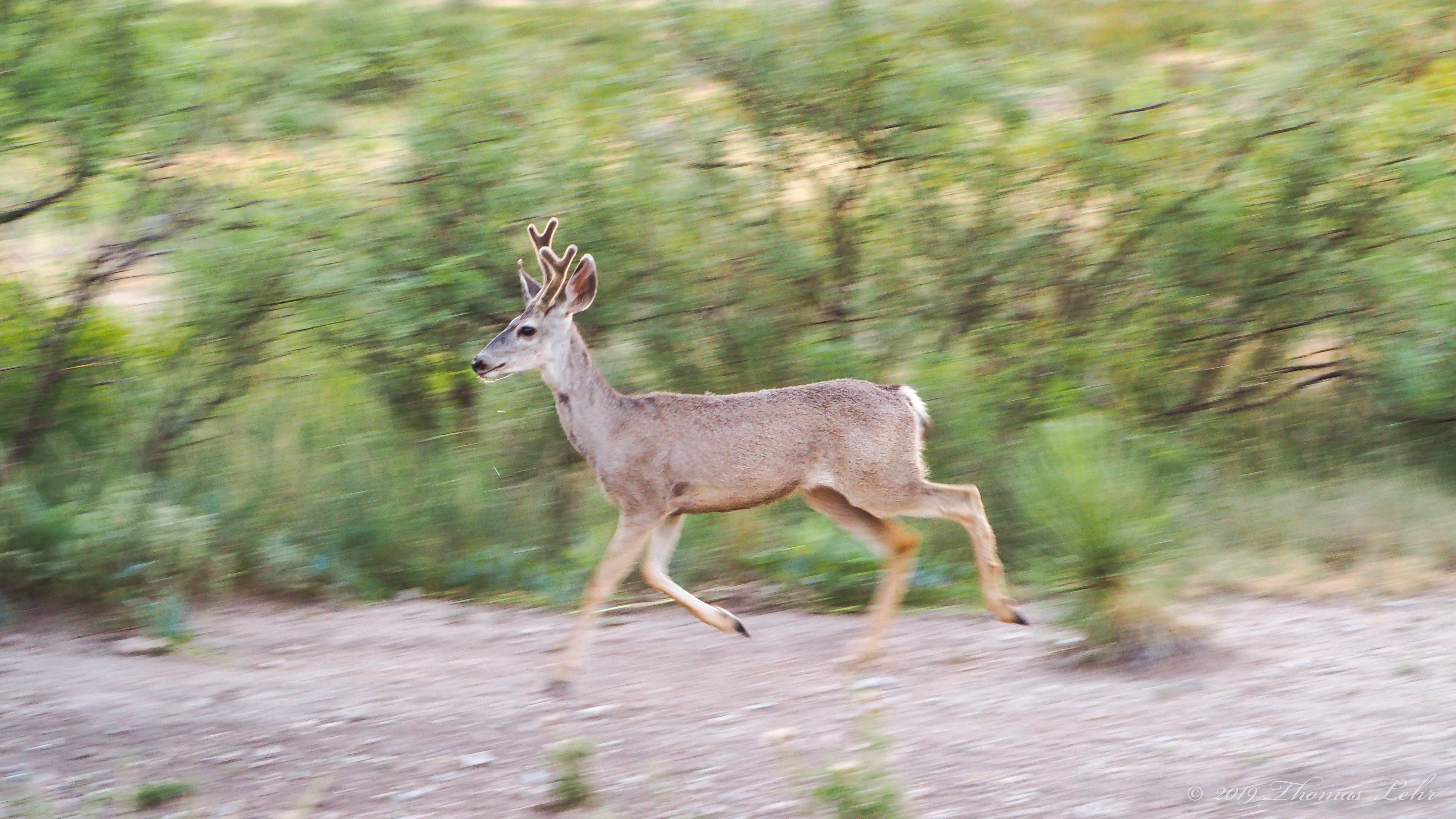 Which is the country that you desire?