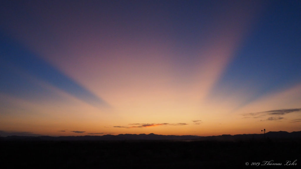 when a dog runs up to you wagging its