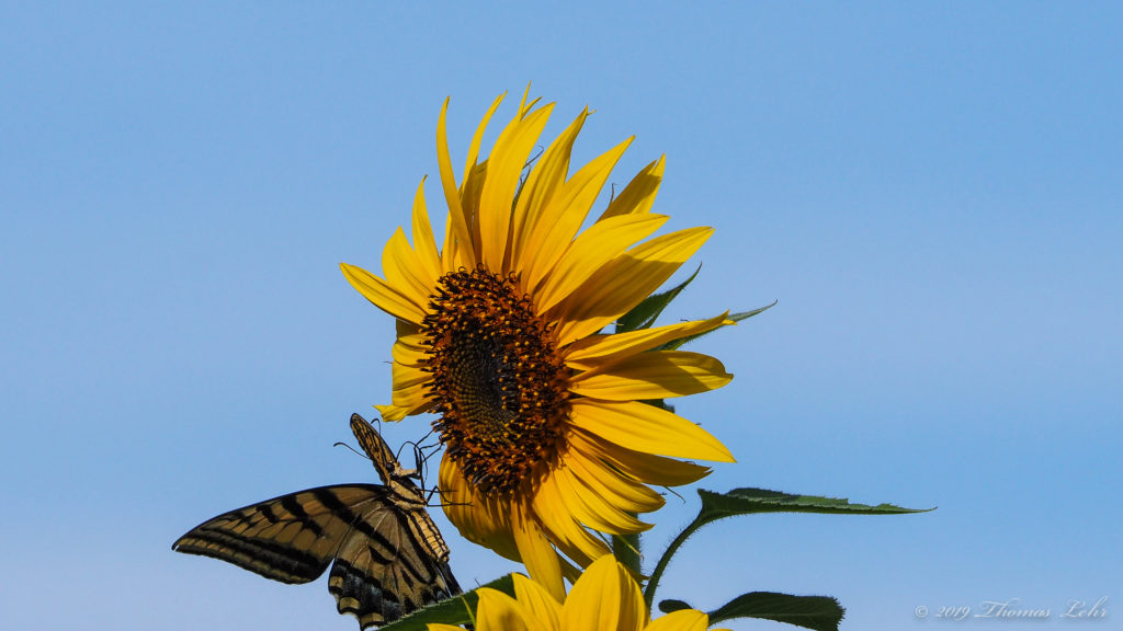 believing a thing as sacred as the sun rises