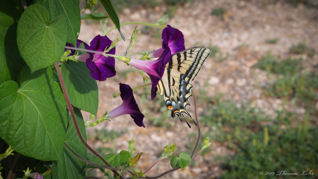 and falls like an ordinary beast. —Nicole Sealey