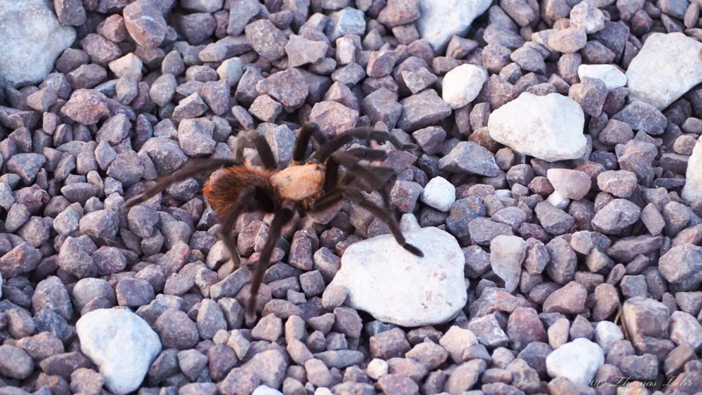 was understanding and blissful. The light changed —Linda Gregg