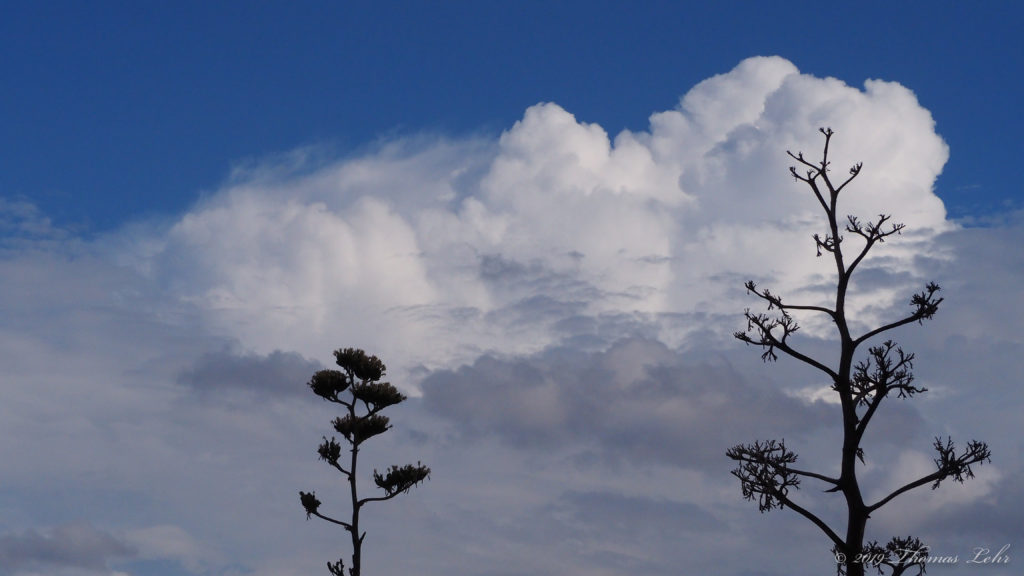 for a hundred miles through the desert repenting.