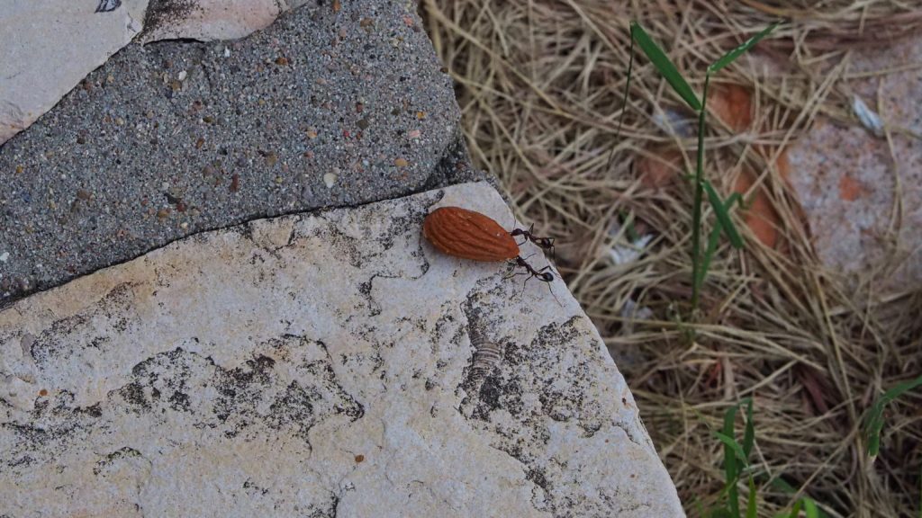 or a small, cruel thing done with a pocketknife.