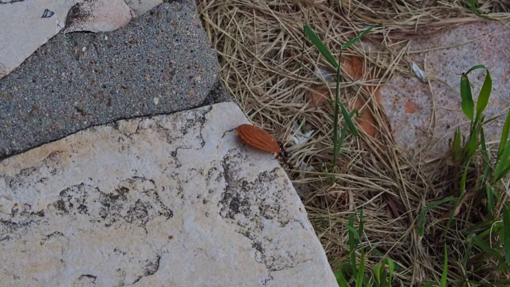 A child being born. Or the way we move