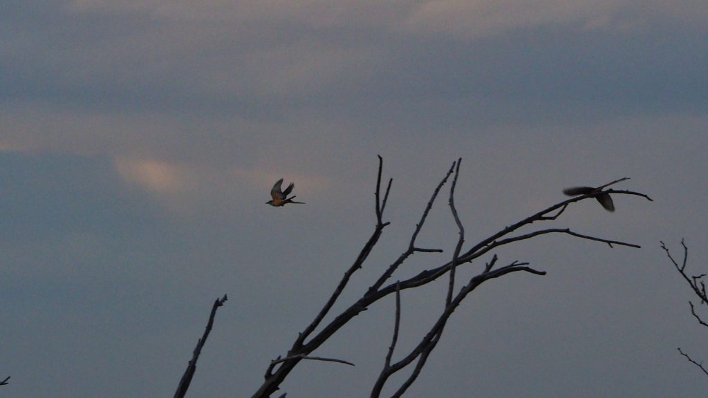 even here where the moon is