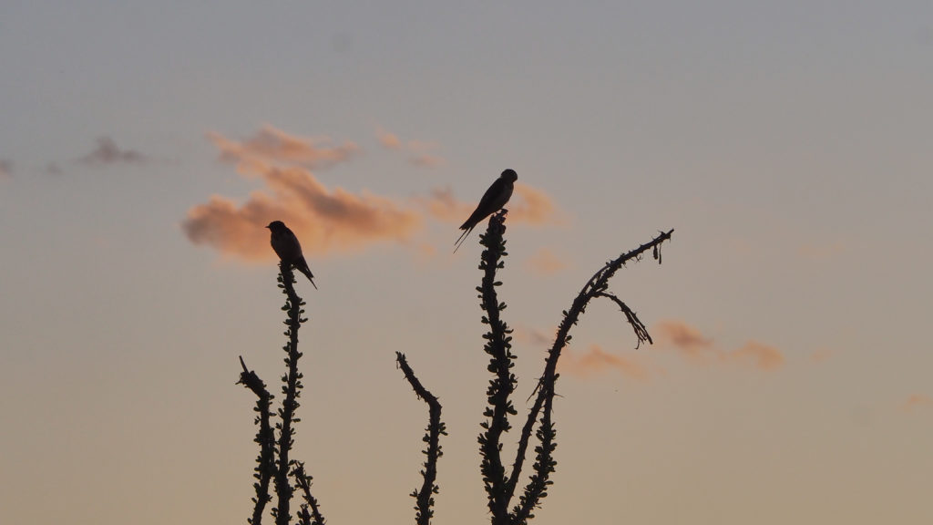 you appear to be only