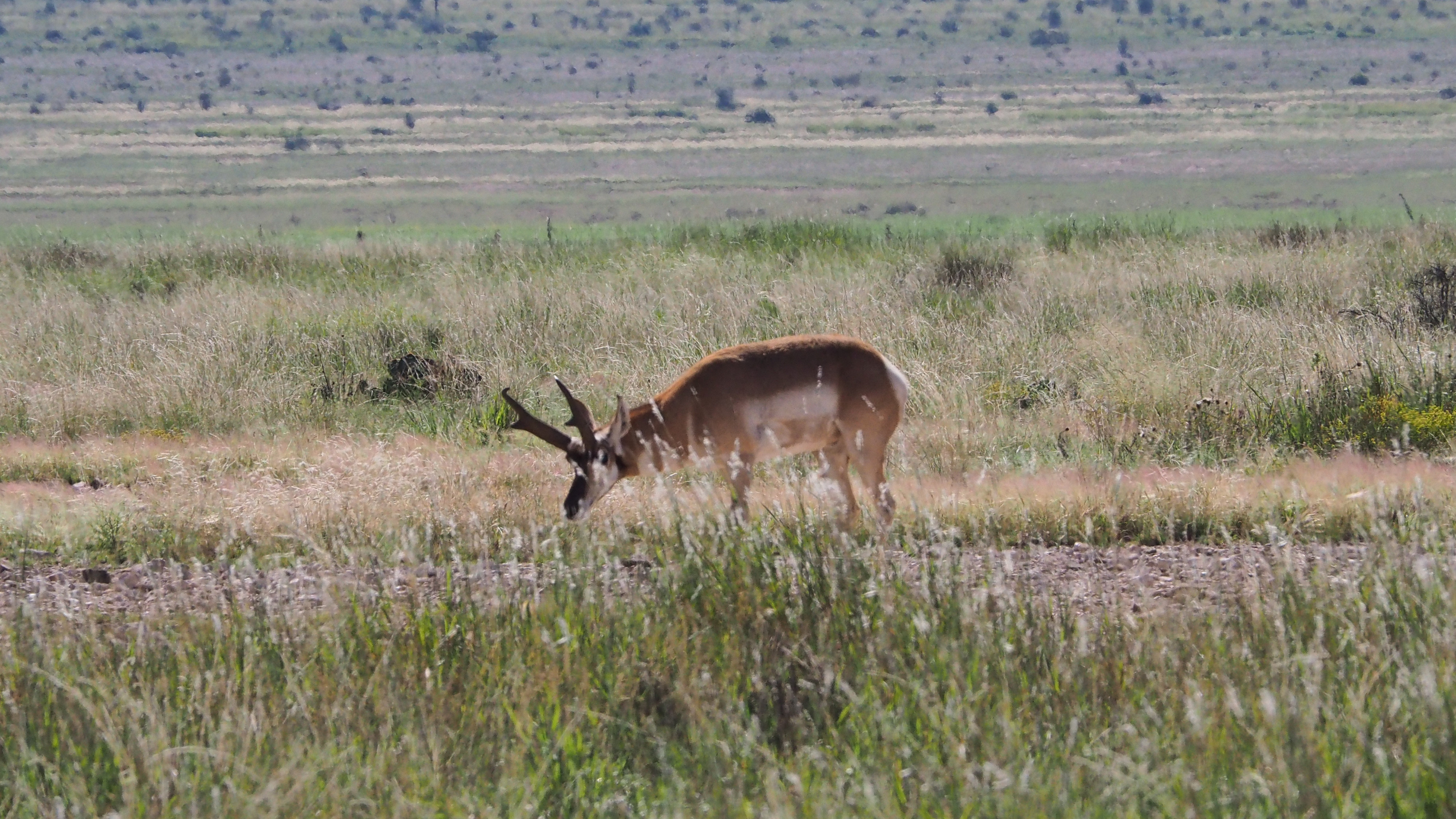 Do you want I should make / some rapt contemplation