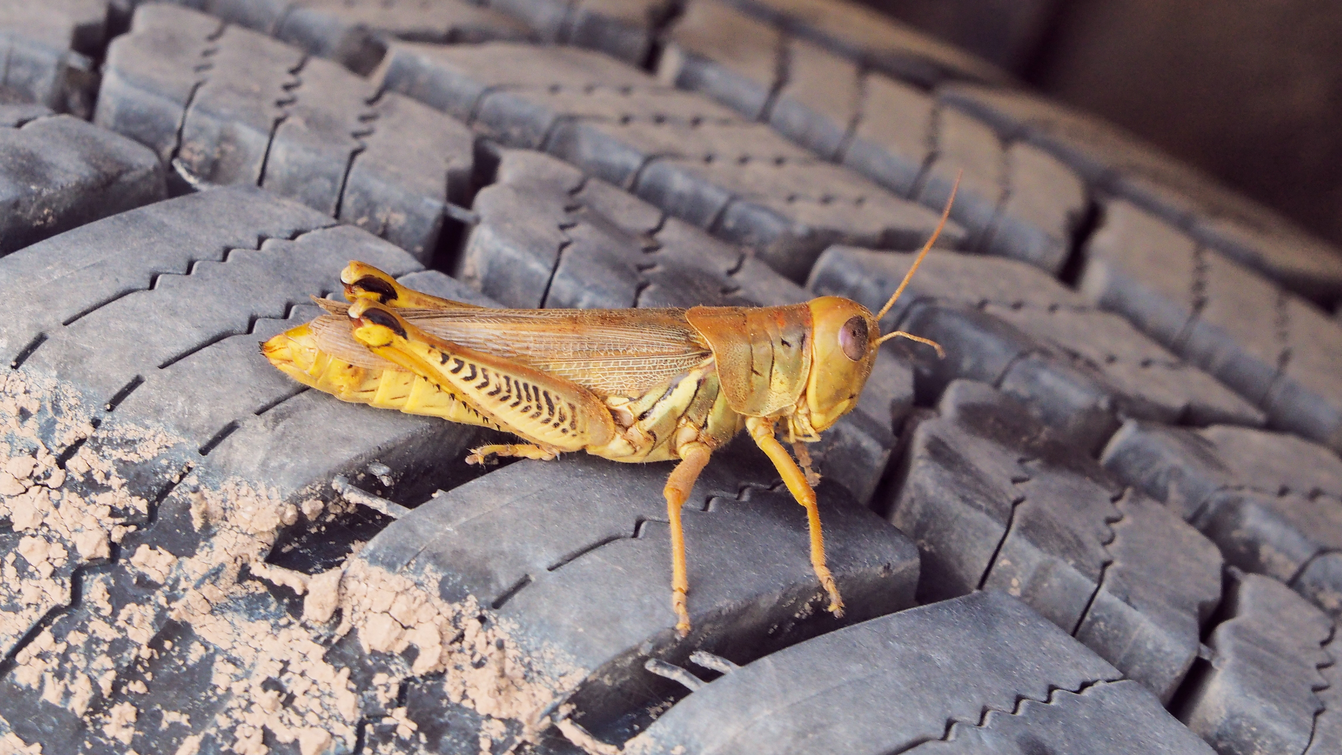 the fluttering unknown gods that I nearly see