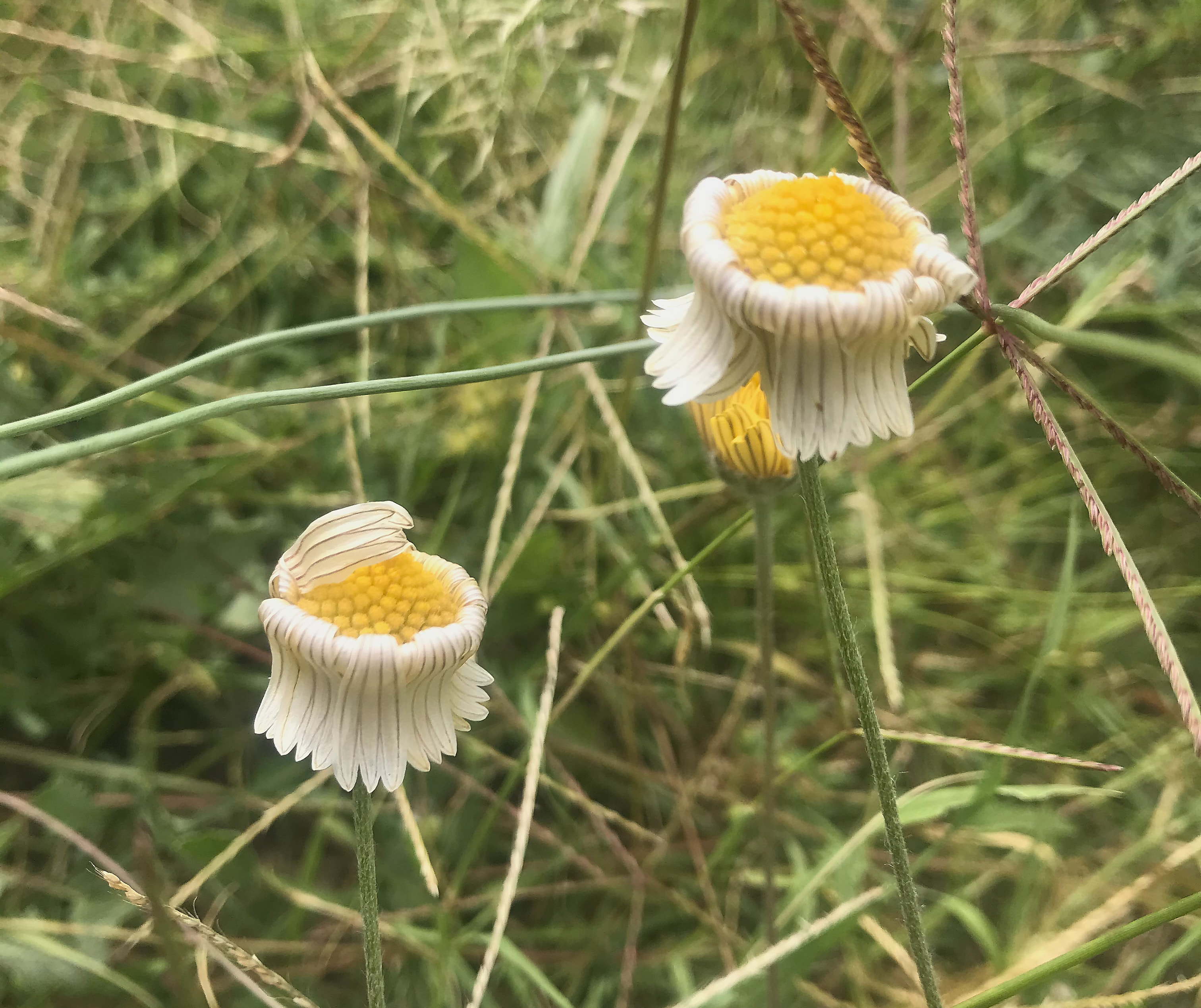 A sleepless night that gives others a headache