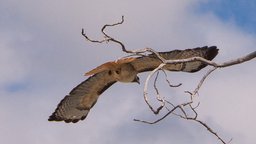 some covert Morse code