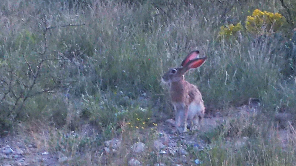 disobedience because it shows the freedom