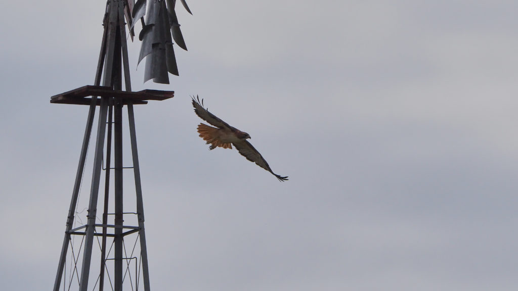 I like ordinary days. Doing the usual thing I