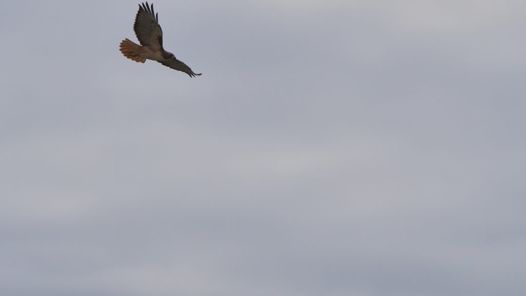 can forget it’s happening. I like ordinary days.