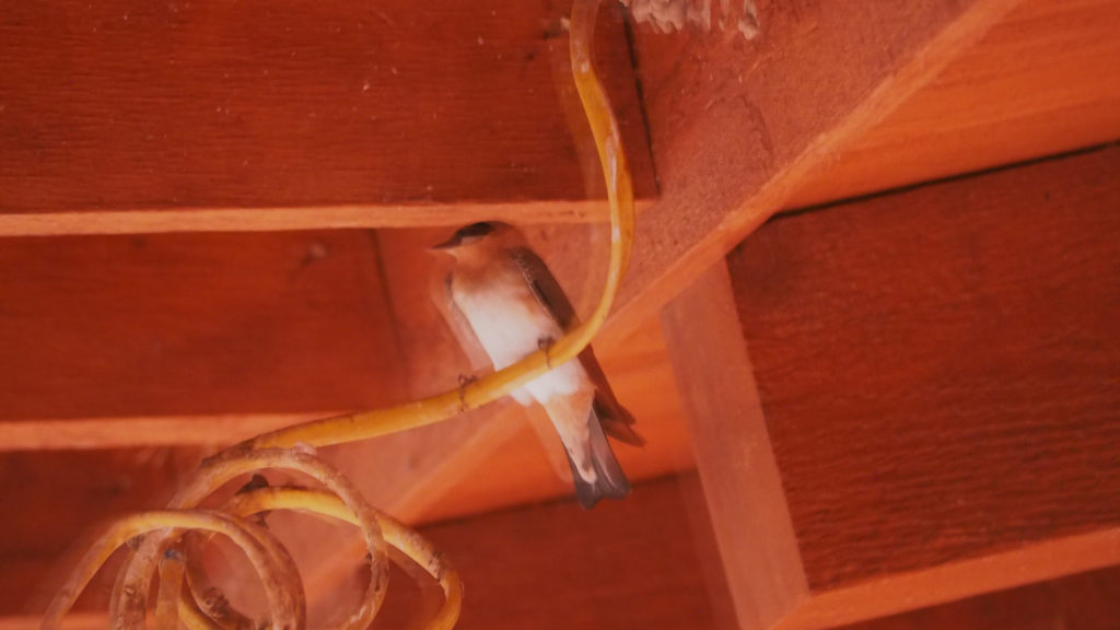 Sun Ra was her friend.