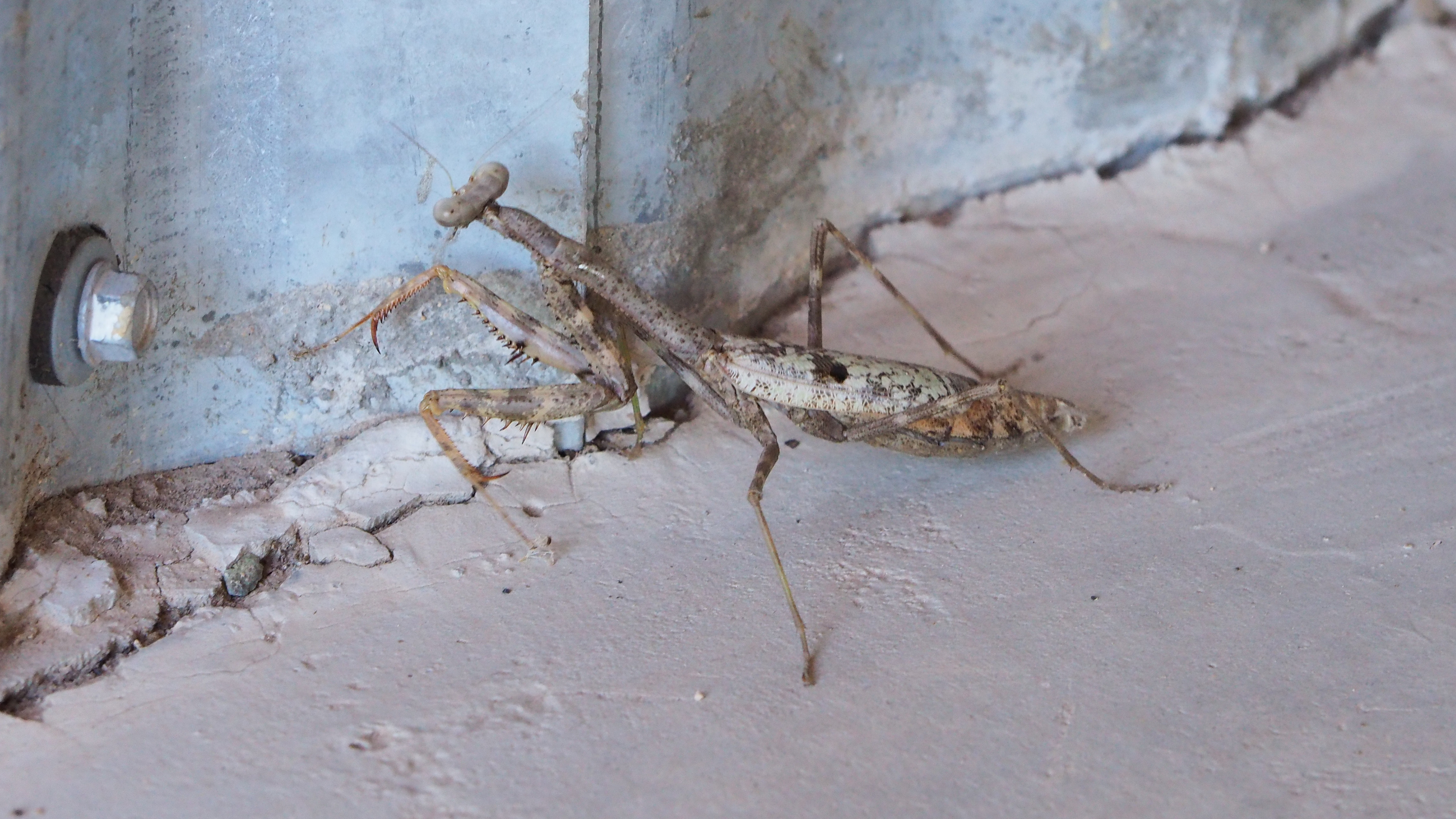 Where the wonder in the chaos lies.