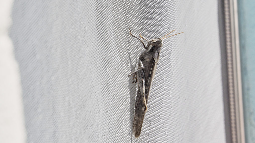 I dwell in space and belong to it and everything that is space lends me its