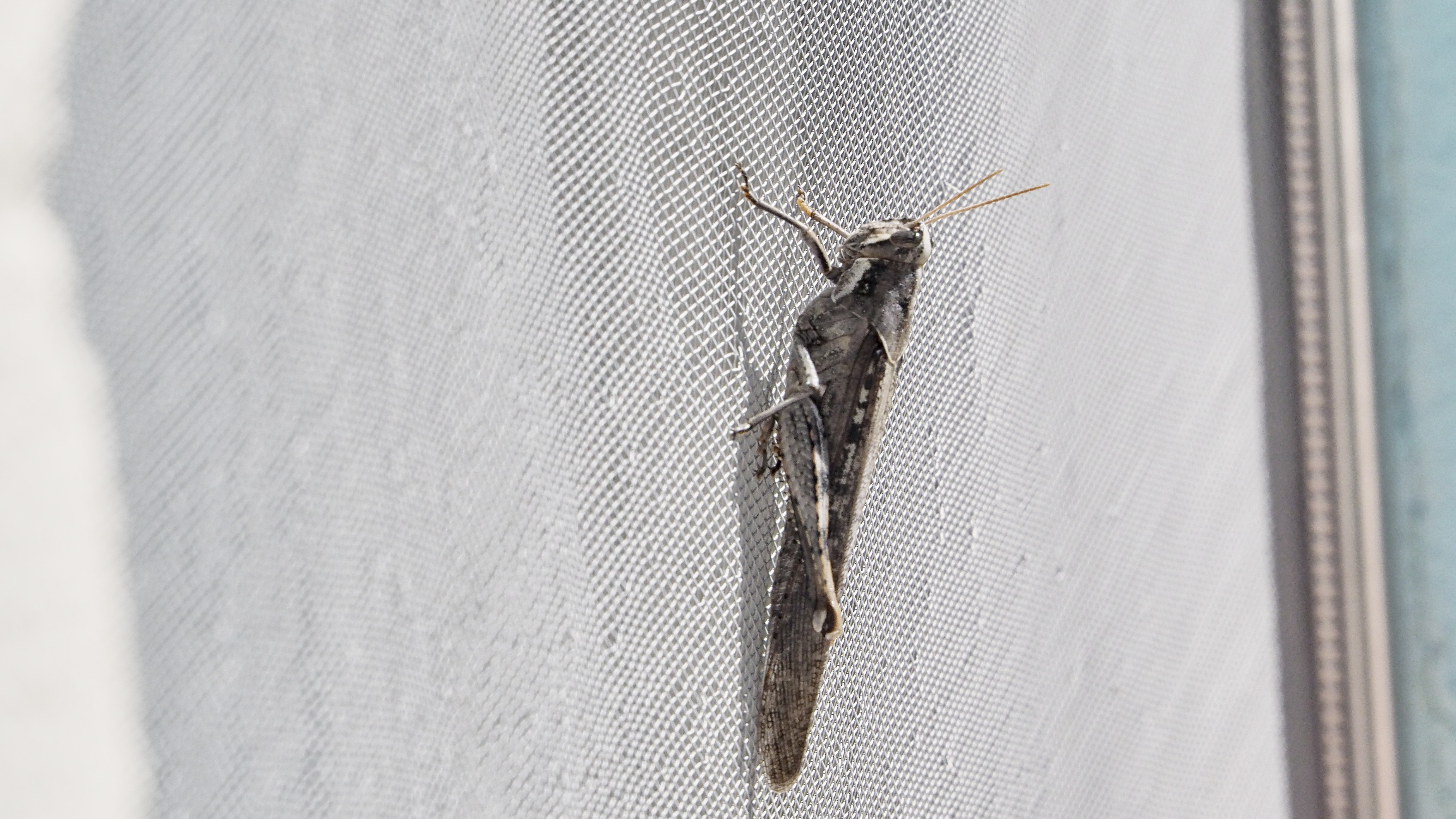 I live in several times, motionless but furnished with all motion, for