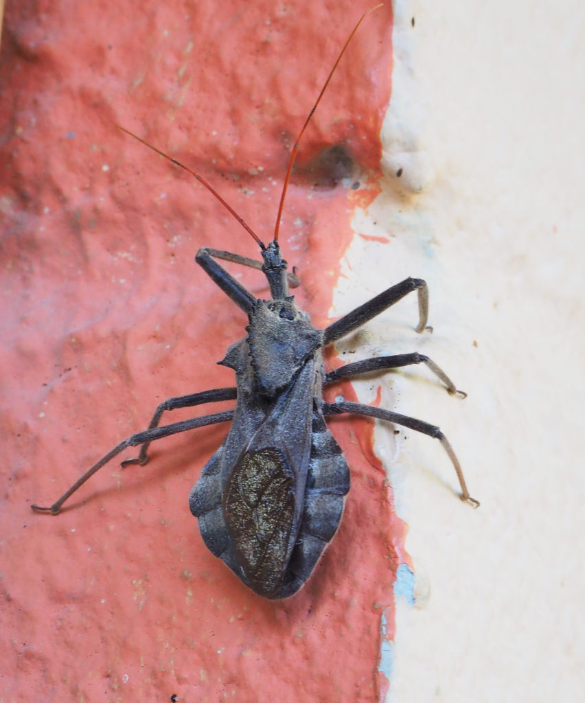 compound volatile, sewn at the mouth.