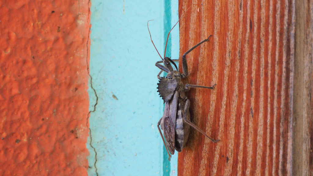 Look me in the eye and I am elsewhere,