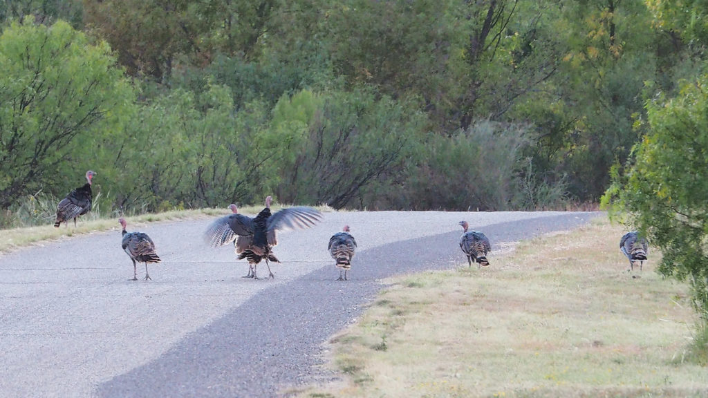 each of the five / the fevered few