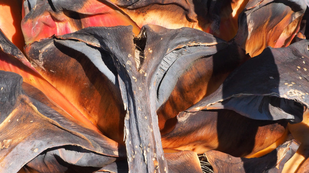 cut-apart trees soon to be smoke,