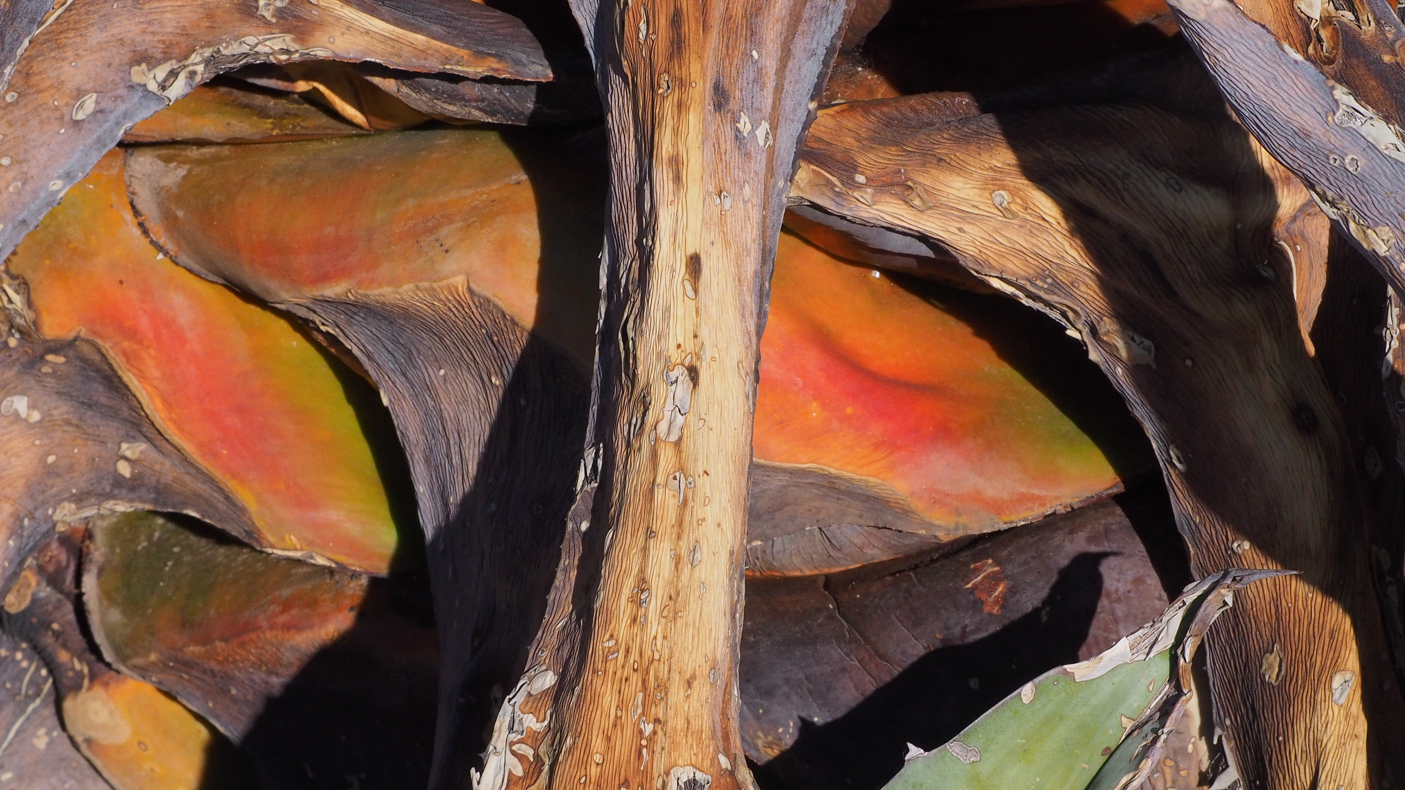 Sometimes I long to be the woodpile,