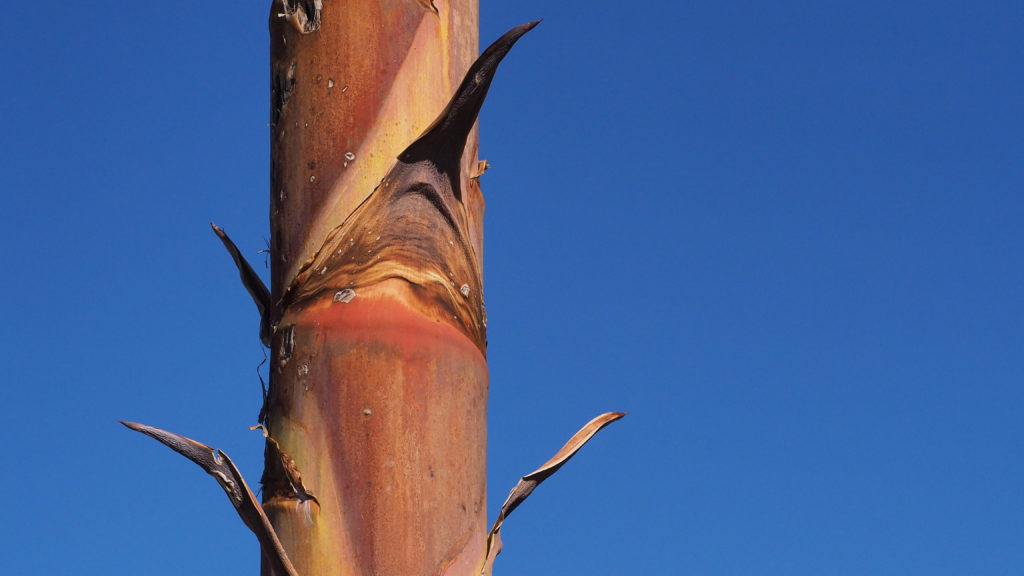 sinewy ghost of ash and air, going