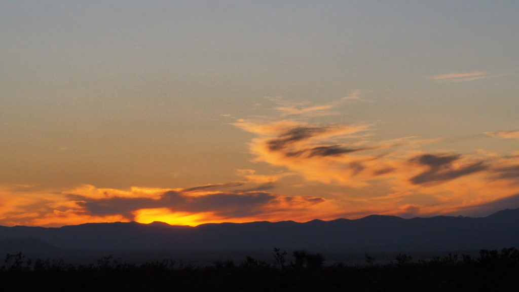 the nightingale’s hunger, glowing like a jellyfish