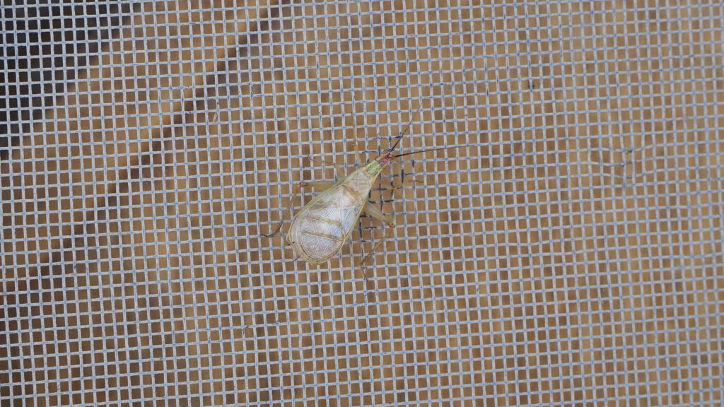 only through miracle,