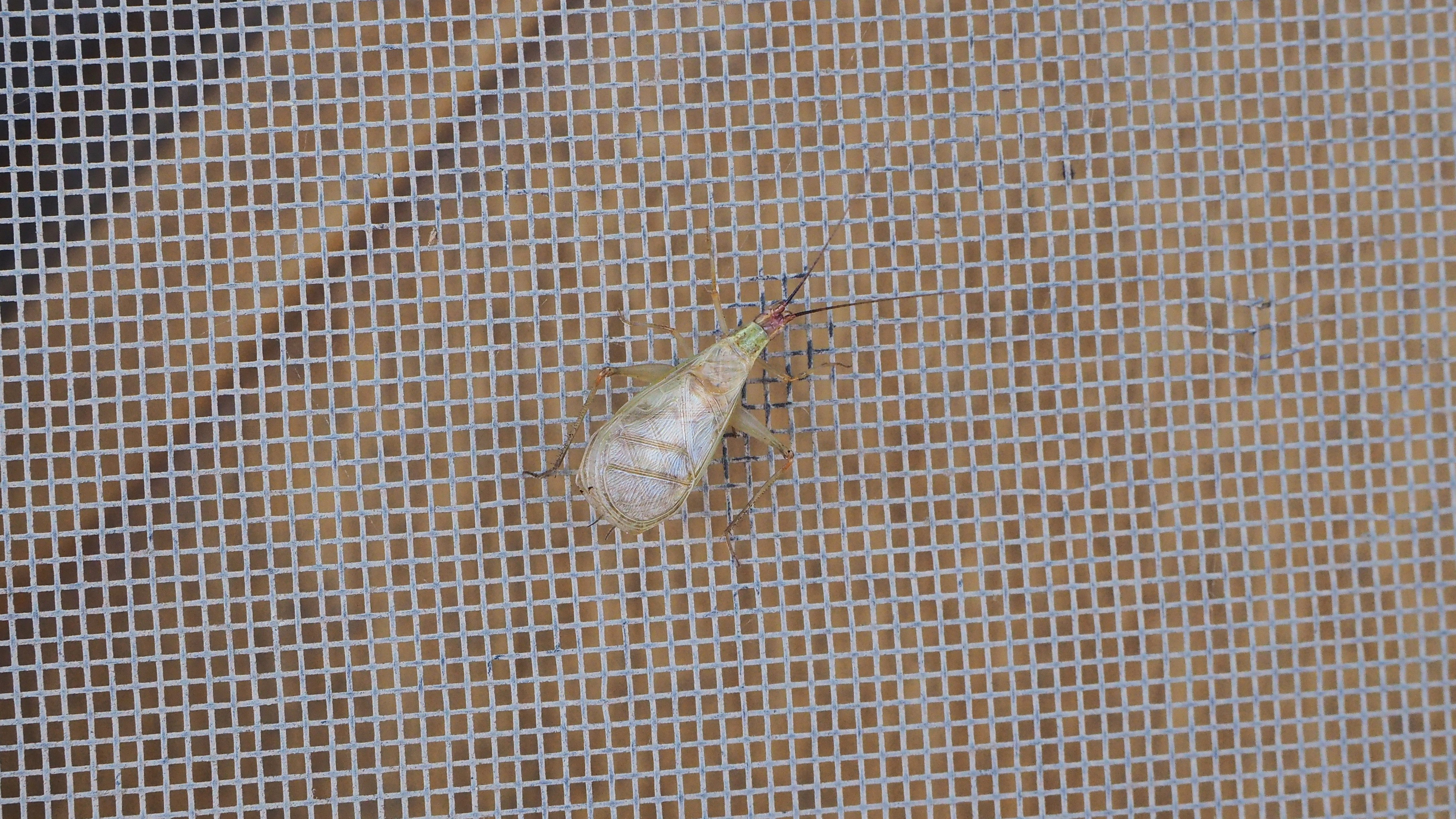 The Puritans thought that we are granted the ability to love