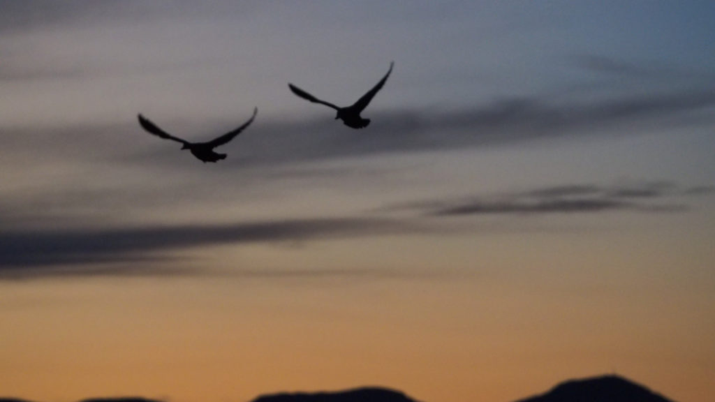 silly joy, as if it knew