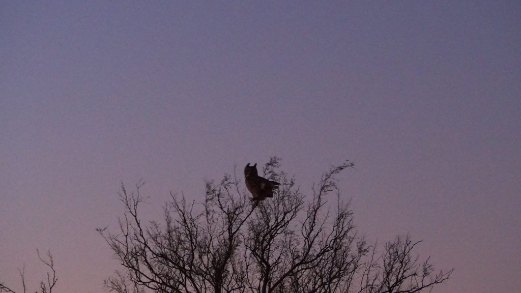 at once, too much for us and not enough. —William Bronk